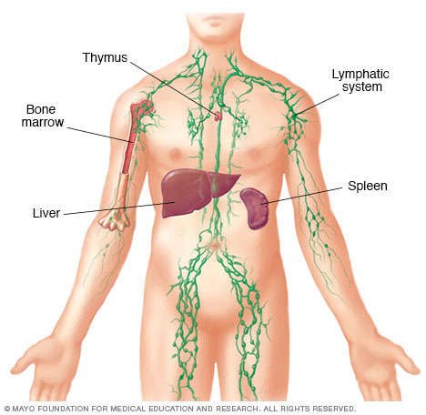 ds00186_-ds00350_-ds00351_-my00828_-my01271_im04253_mcdc7_lymphatic_systemthu_jpg